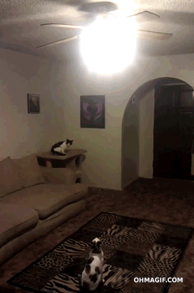 cat turns light on