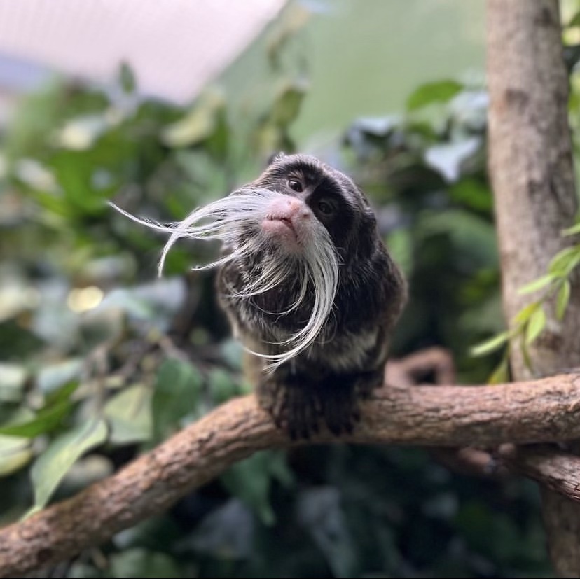 An emperor tamarin monkey at the Smithsonian National Zoo