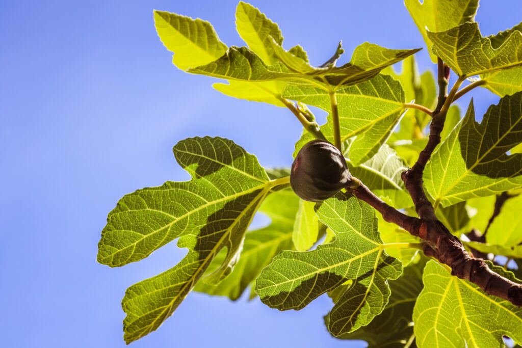 Fig Tree Branch 