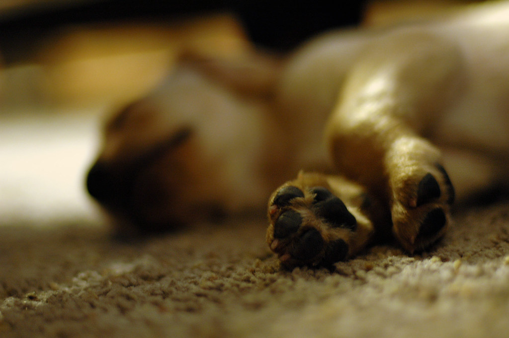 Photo of a sleeping puppy which is adorable