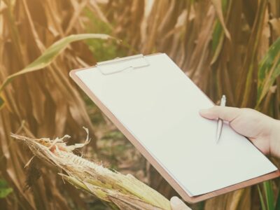 Someone studying the agriculture major holding up a clipboard in front of corn stalks.