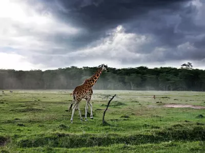 instagram photos of wild animals
