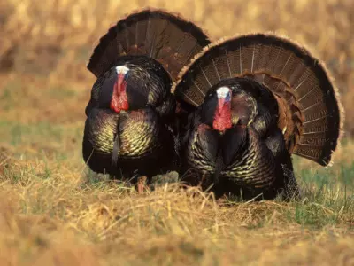 Thanksgiving turkey is the best meal