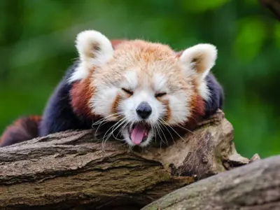 cute animal gifs